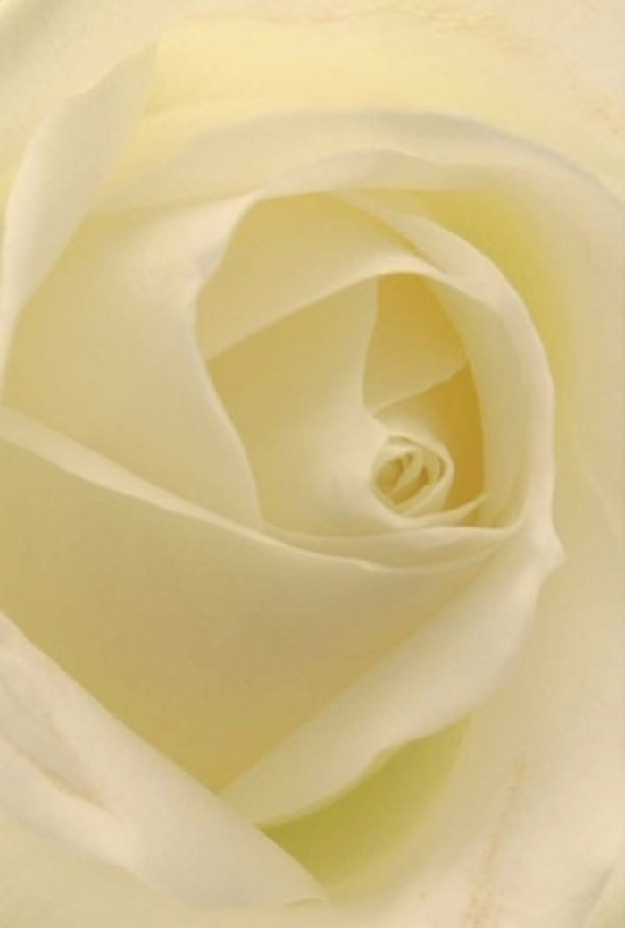 Drawing in close to the pristine white rose, the viewer is mesmerized by the symphony of petal layers, gently folding over one another in a dance of matte and creamy textures. Shades of white and cream swirl together, with soft light filtering through as though the flower itself glows from within-an effect reminiscent of the gentle sunrise over Earlsfield's family gardens and small local parks. This exquisite bloom embodies both tranquility and sophistication, its nearly translucent outer petals hinting at both innocence and resilience. The near-perfection of the rose's spiraled center serves as a symbol of purity, making it the ideal selection for heartfelt occasions in Earlsfield, from weddings at nearby venues to healing gestures of apology or remembrance. Nuanced shades and delicate shadows reveal the rose's intricate beauty, while the imagined scent-a clean, serene aroma-evokes comfort and belonging. As an experienced florist serving Earlsfield, I see in this bloom a quiet strength, an ever-appropriate gesture for any emotion you wish to convey throughout SW18 and beyond.